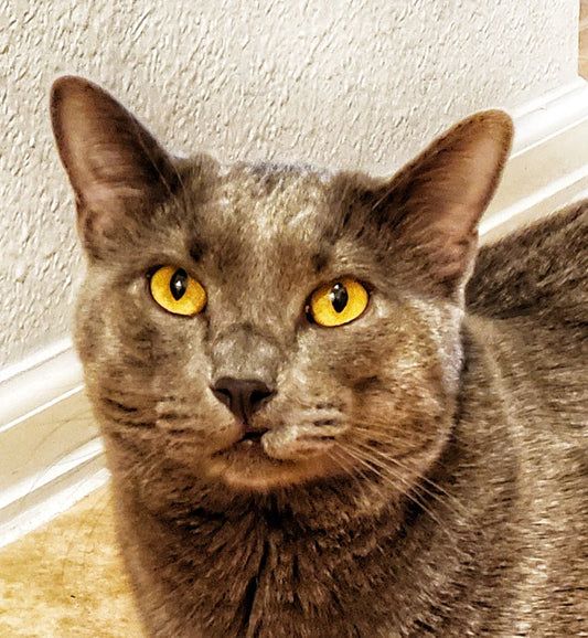 How Do Cats Recognize Owners