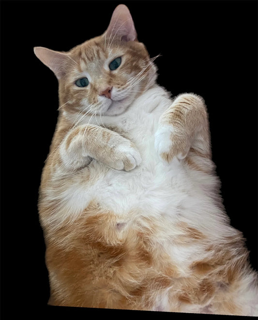 How Did The Owner Of Talking Kitty Cat Die