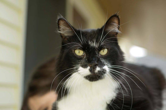 What Cat Breed Are You?