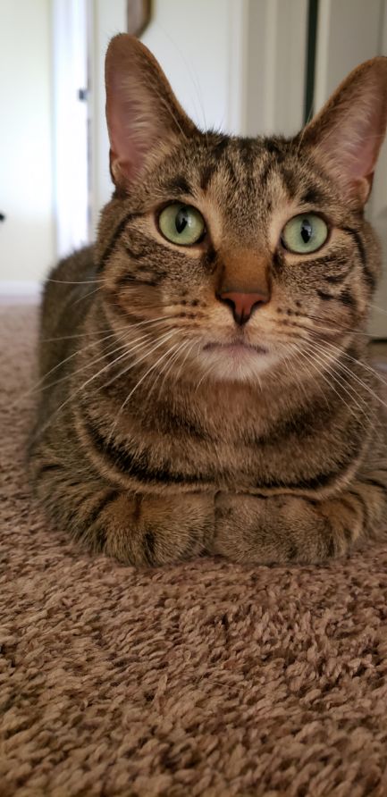 How To Become A Better Cat Owner