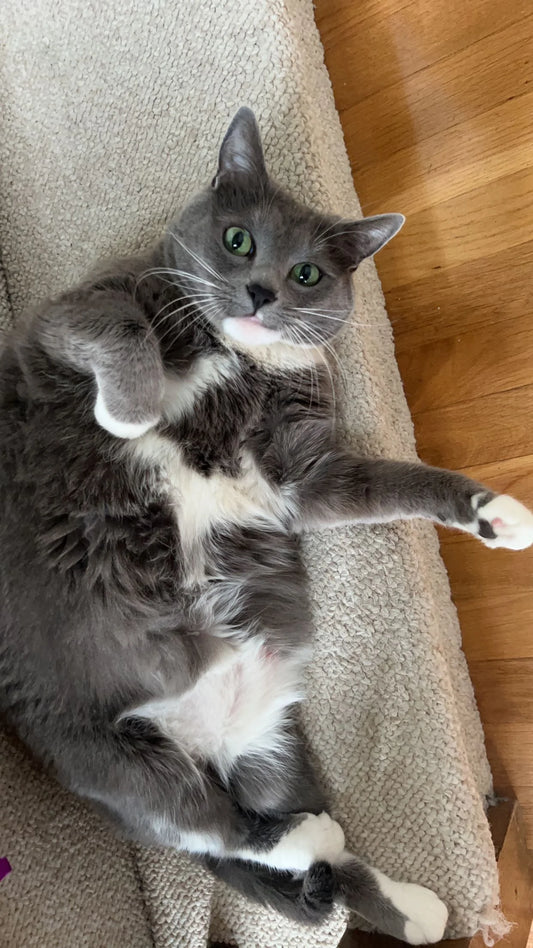 How Strong Is The Bond Between Cat And Owner