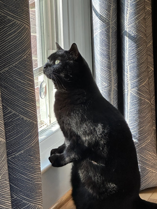 Who Truly Owns A Cat?