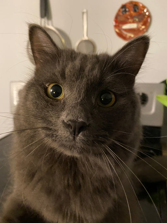 How A Cat Act When Owner Is Pregnant