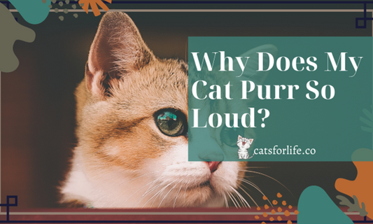 Why Does My Cat Purr So loud - 5 Unique Signs You Must Know