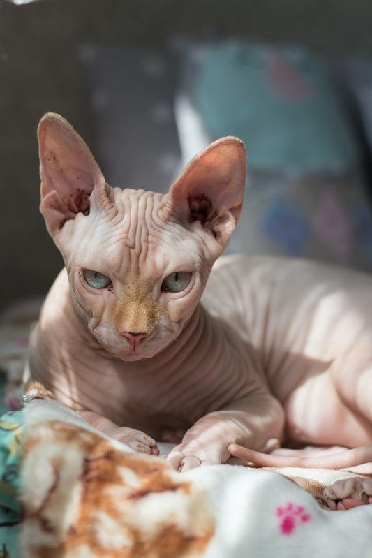 How and Why We Crossed Breed Cats?