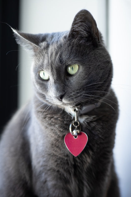 How To Treat Cat Fleas?