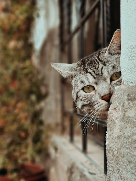Are There Cat Whisperers?