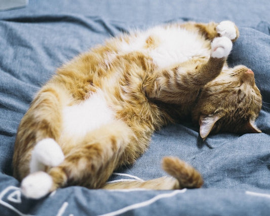 How Long Can A Cat Remember It's Owner