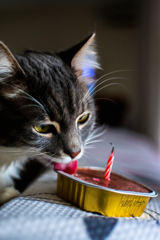 What To Feed A Cat That Won't Eat