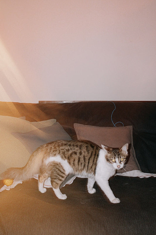 How Cat Reproduce Internal Fertilization