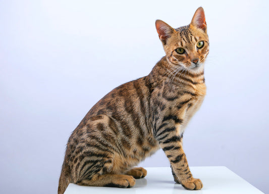 How Much Does A Bengal Cat Cost