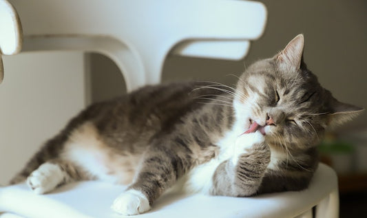 How Do Cat Owners Travel