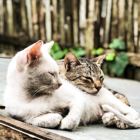 Are Cat Owners Responsible For Their Cats