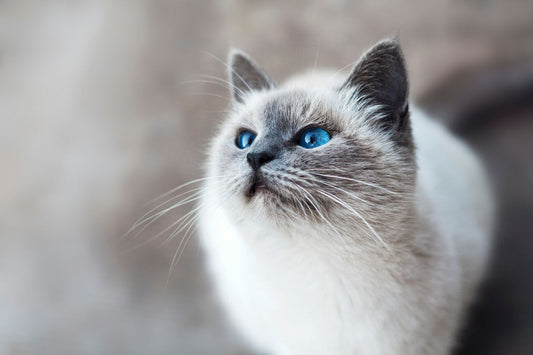 Finding Humor in Whiskers and Wits: Exploring the World of Stupid Cat Names