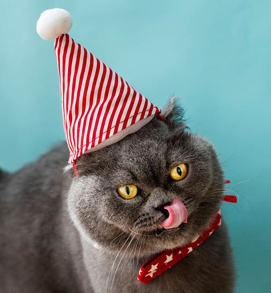 Celebrate Your Furry Friend with Special Cat Birthday Presents