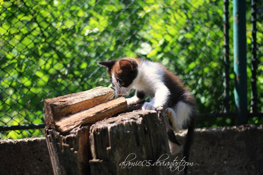 The Best Cat Climbing Structures for Small Spaces