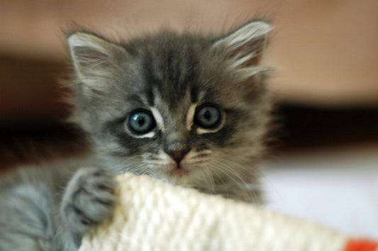 How to Help Your Cat Adjust to a New Baby